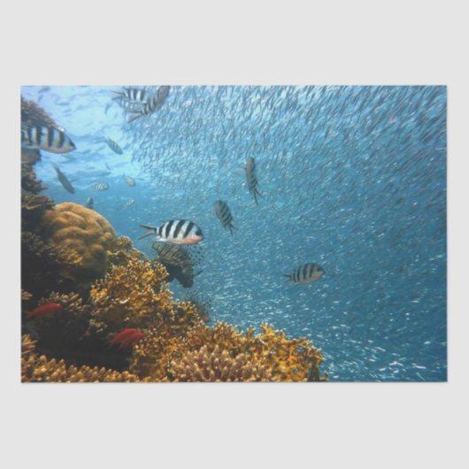 海老紙 薄葉紙 (正面)