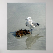 海苔ビーチカモメ