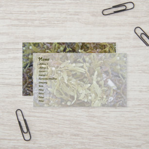 海草名刺 名刺