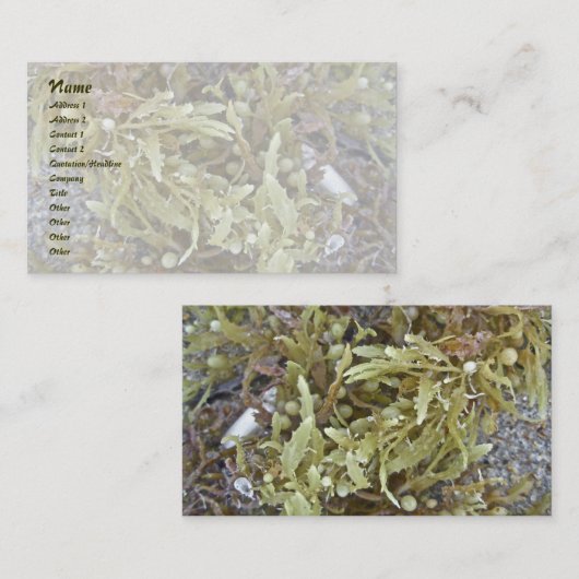 海草名刺 名刺 (正面/裏面)