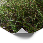 海草 ポスター (角)