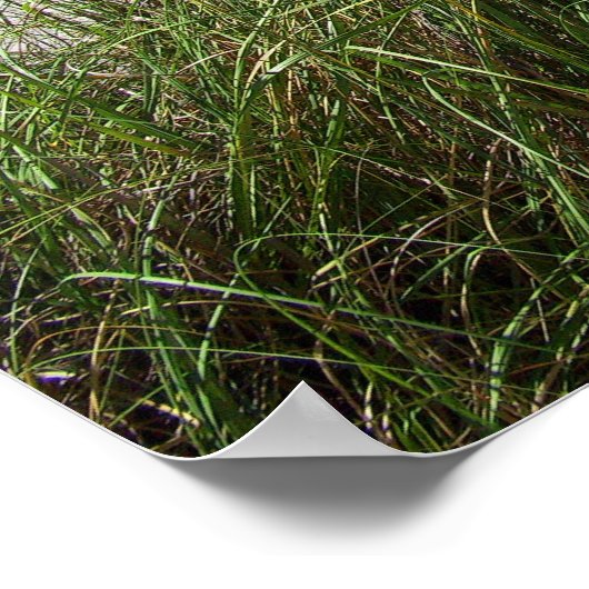 海草 ポスター (角)