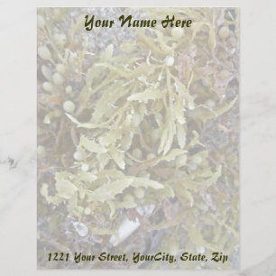 海藻コーディネート項目文字 レターヘッド