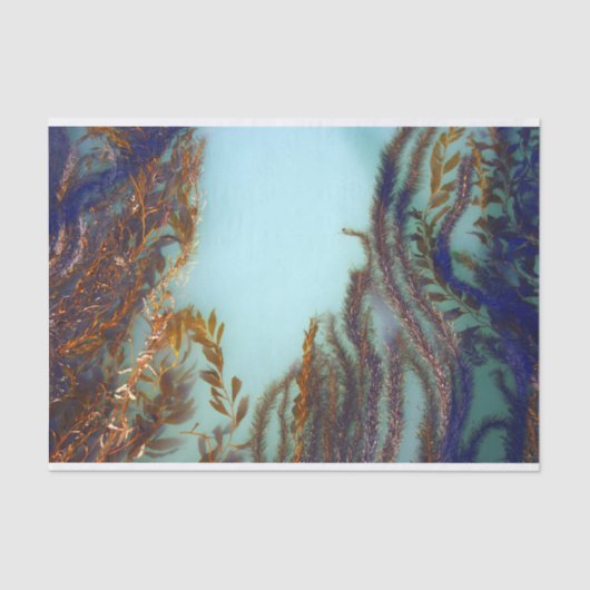 海藻ティッシュペーパー 薄葉紙 (正面)