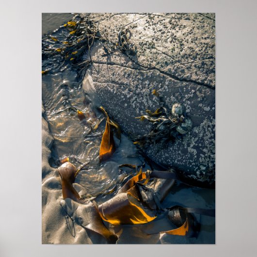 海藻ポスター/プリント ポスター (正面)