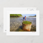 海藻農家 ポストカード (正面/裏面)