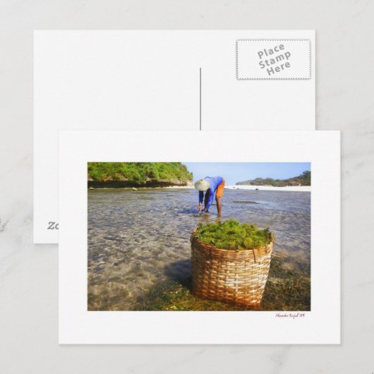 海藻農家 ポストカード (正面/裏面)