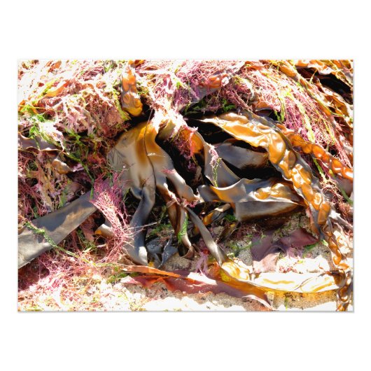 海藻 フォトプリント            (正面)