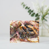 海藻 ポストカード (スタンド正面)