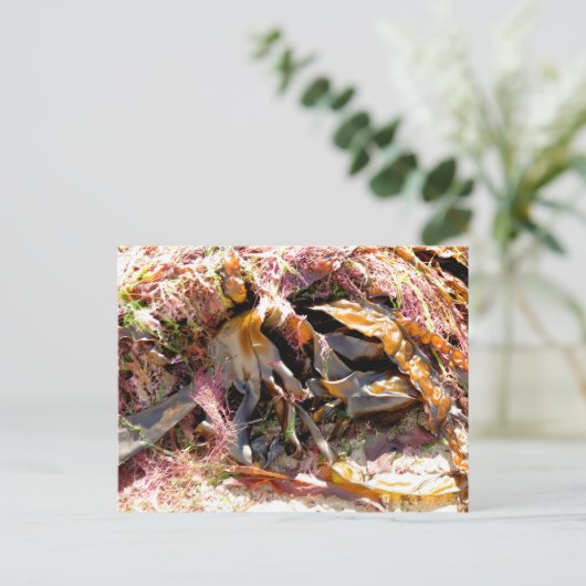 海藻 ポストカード (スタンド正面)