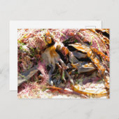 海藻 ポストカード (正面/裏面)