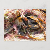 海藻 ポストカード (正面)