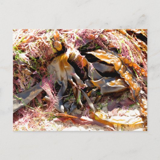 海藻 ポストカード (正面)