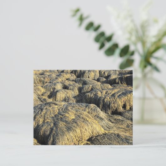 海藻 ポストカード (スタンド正面)