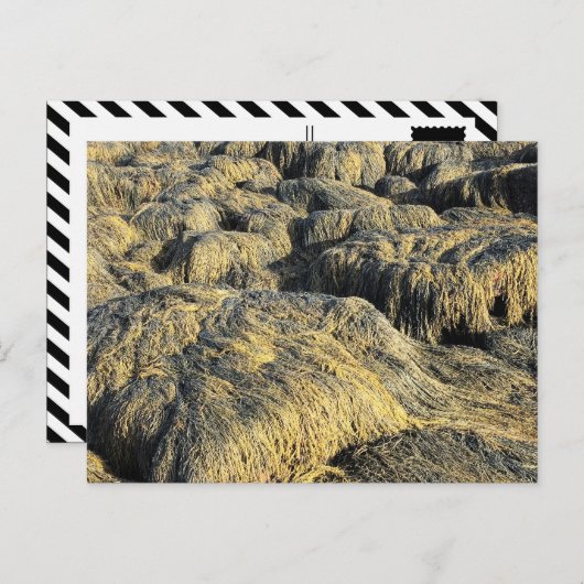 海藻 ポストカード (正面/裏面)