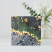 海藻 招待状 (スタンド正面)