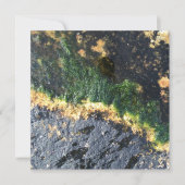 海藻 招待状 (正面)