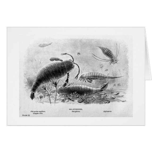 海蠍の芸術カード (正面横)