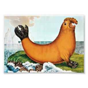 海象のイラストレーション(Zotl) フォトプリント
