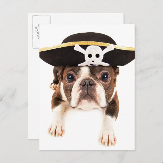 海賊の格好をしたボストンテリア犬 ポストカード (正面/裏面)