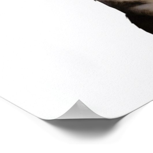 海賊猫 ポスター (角)