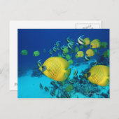 海辺で泳ぐ蝶の群 ポストカード (正面/裏面)