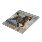 「海辺のおもしろい:海遊のコクカースパニエル犬 タイル (側面)