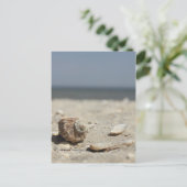 海辺の砂の上の貝殻 ポストカード (スタンド正面)