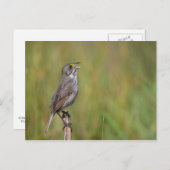 海辺の雀 ポストカード (正面/裏面)