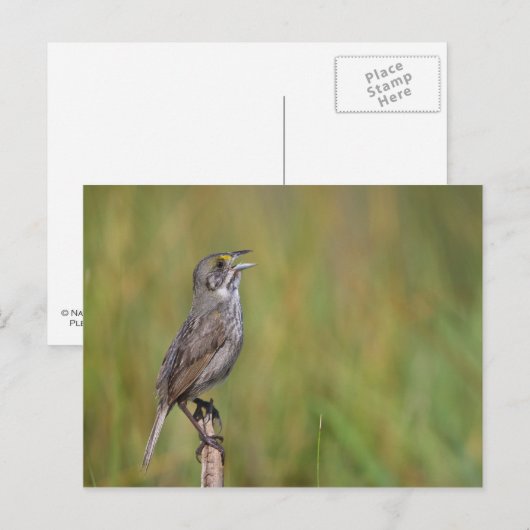 海辺の雀 ポストカード (正面/裏面)