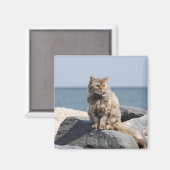 海辺の風に吹かれた猫のかわいい写真 マグネット (正面/裏面)