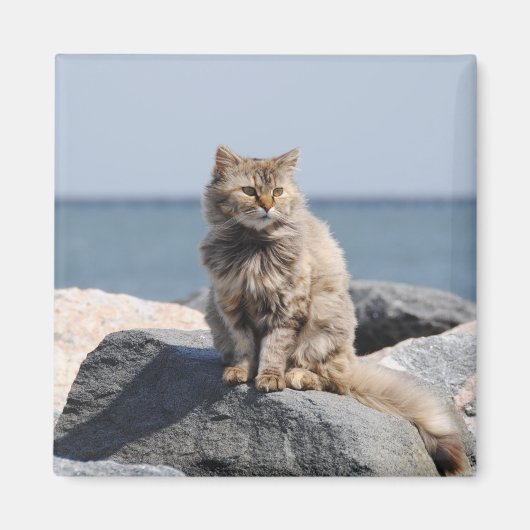 海辺の風に吹かれた猫のかわいい写真 マグネット (正面)