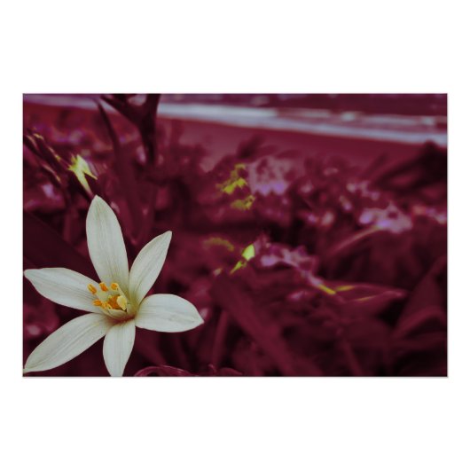 海造花術 ポスター (正面)