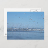海飛んでいると海岸の上のカモメ ポストカード (正面/裏面)