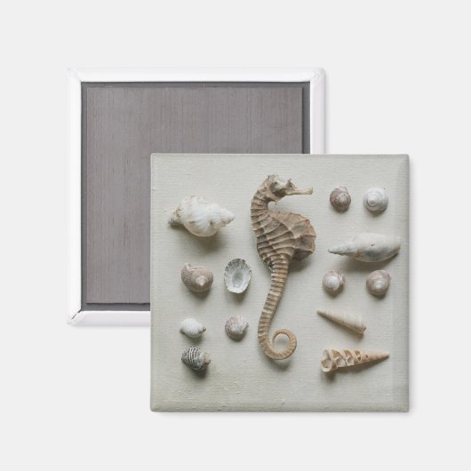 海馬と貝 マグネット (正面/裏面)