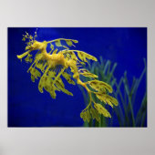 海馬 ポスター (正面)