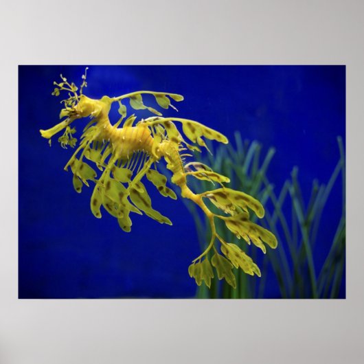 海馬 ポスター (正面)