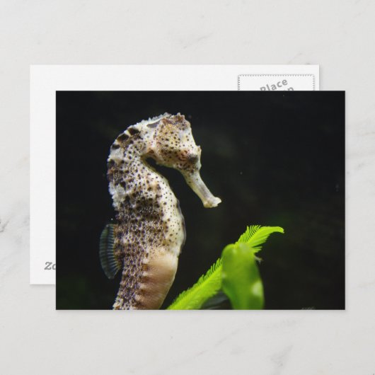 海馬 ポストカード (正面/裏面)