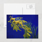 海馬 ポストカード (正面/裏面)