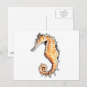 海馬 ポストカード (正面/裏面)