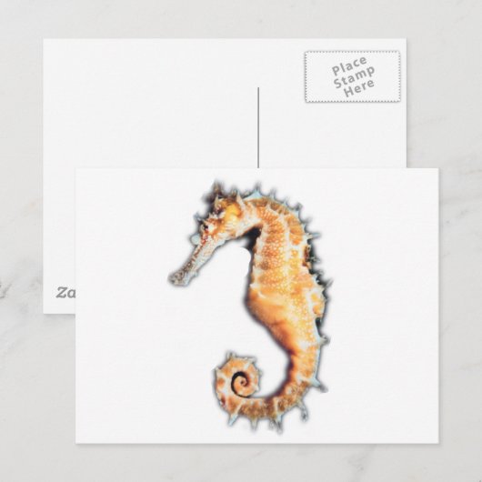 海馬 ポストカード (正面/裏面)