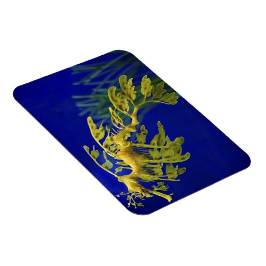 海馬 マグネット (右側)