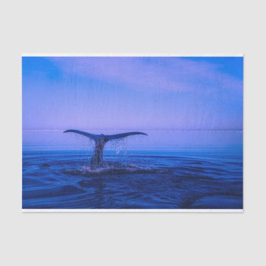 海鯨分離 薄葉紙 (正面)