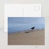 海鳥のビーチ写真 ポストカード (正面/裏面)