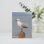 海鳥 ポストカード (スタンド正面)