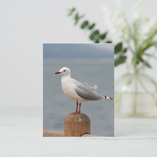 海鳥 ポストカード (スタンド正面)