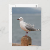 海鳥 ポストカード (正面/裏面)