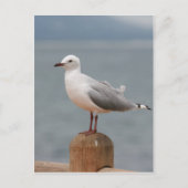 海鳥 ポストカード (正面)