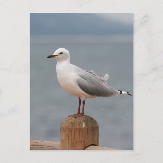 海鳥 ポストカード (正面)