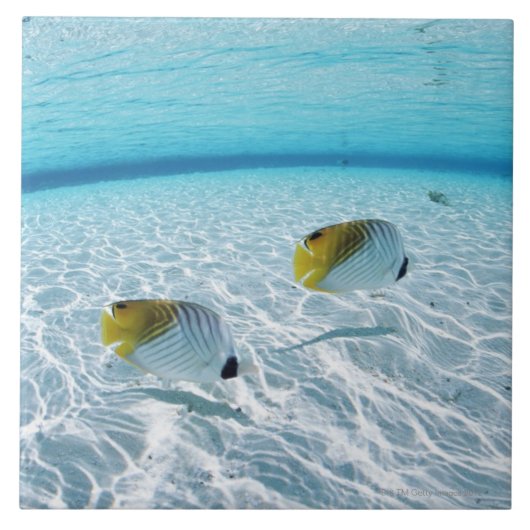 海2の魚 タイル (正面)